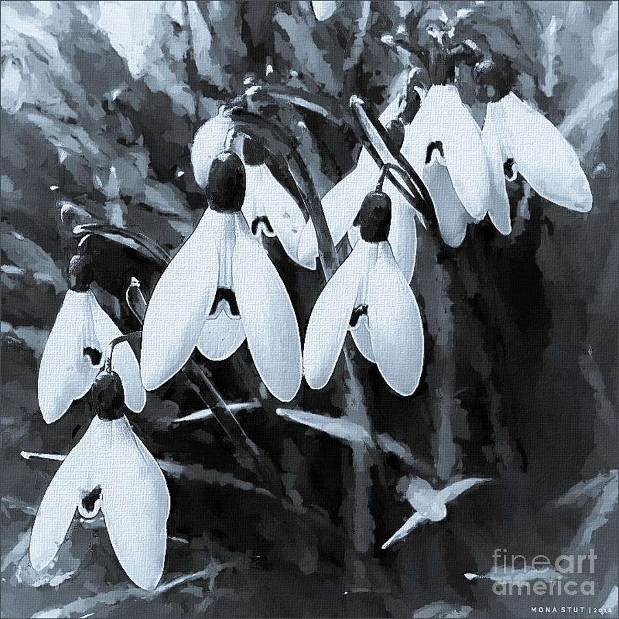 Nature Digital Art - Snowdrops Spring Bells BW by Mona Stut