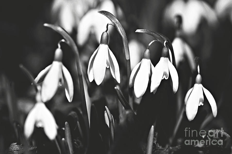 Snowdrops Photograph by Susan Garver Snowdrops Photograph by Susan Garver