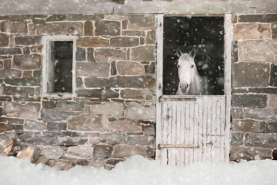 Horse Photograph - Snowed In by Lori Deiter