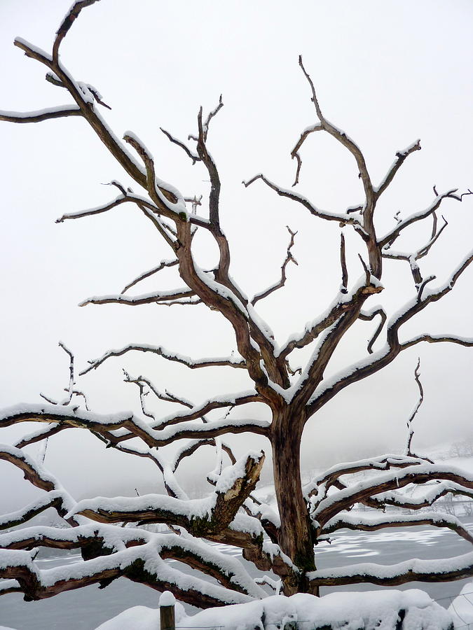 Snowed tree Photograph by Lukasz Ryszka