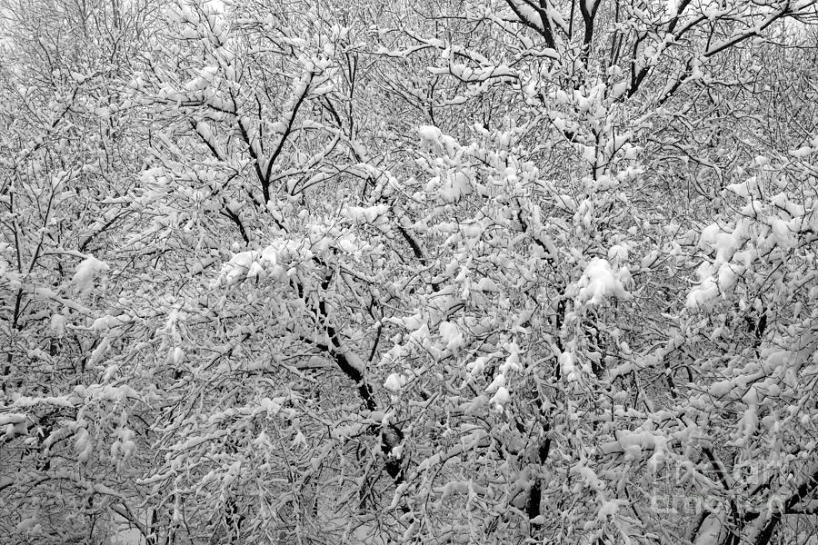 Snowfall Abstract 959 Photograph by Ken DePue