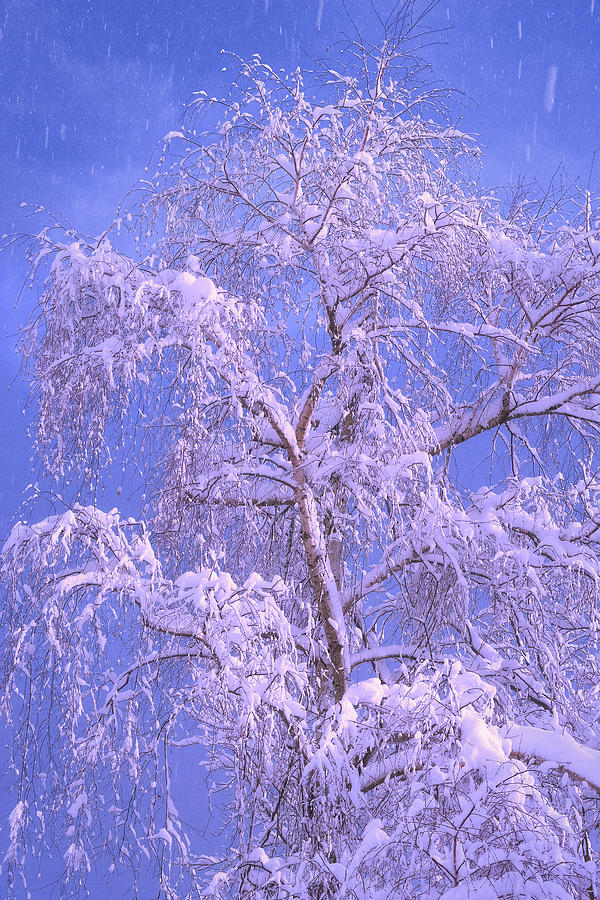 Snowfall Photograph by Giovanni Allievi