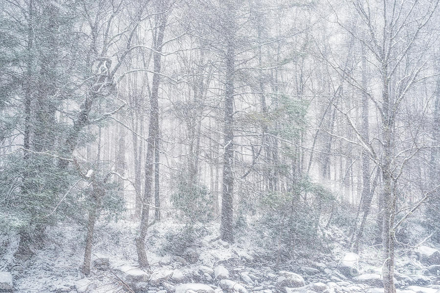 Snowfall in Monongahela National Forest Photograph by Thomas R Fletcher