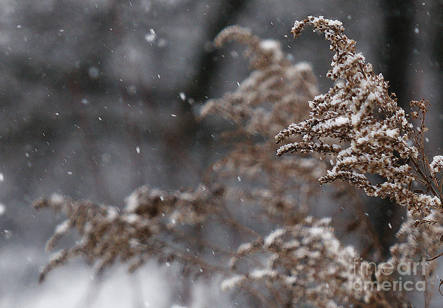 Snowfall Photograph by Linda Shafer