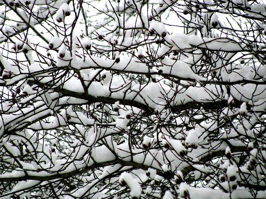 Snowfall on Branches Photograph by Deborah  Crew-Johnson