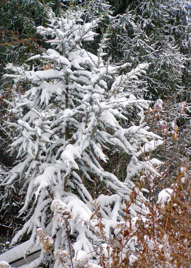 Cedar Photograph - Snowfall On Cedar by Christine Sullivan Cuozzo Cedar Photograph - Snowfall On Cedar by Christine Sullivan Cuozzo