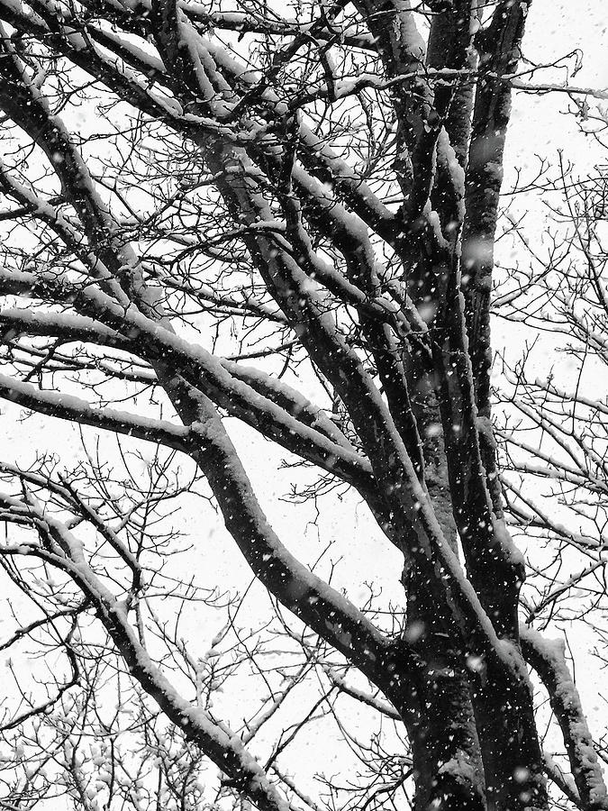 Snowfall On Trees Photograph
