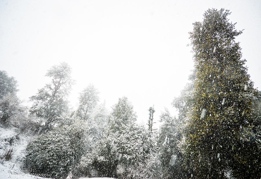 Tree Photograph - Snowfall by V Naveen  Kumar