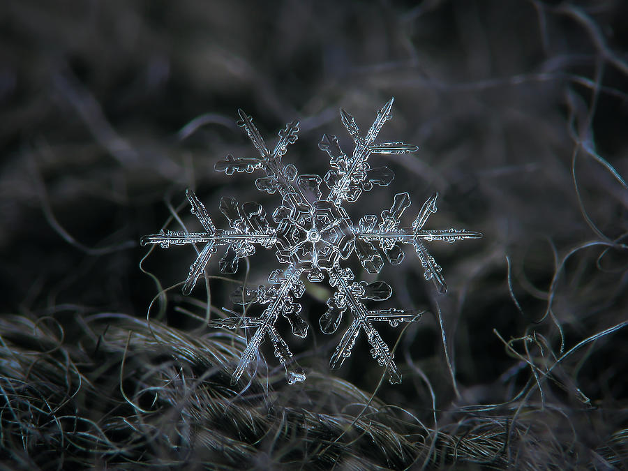 Snowflake 2 Of 19 March 2013 Photograph