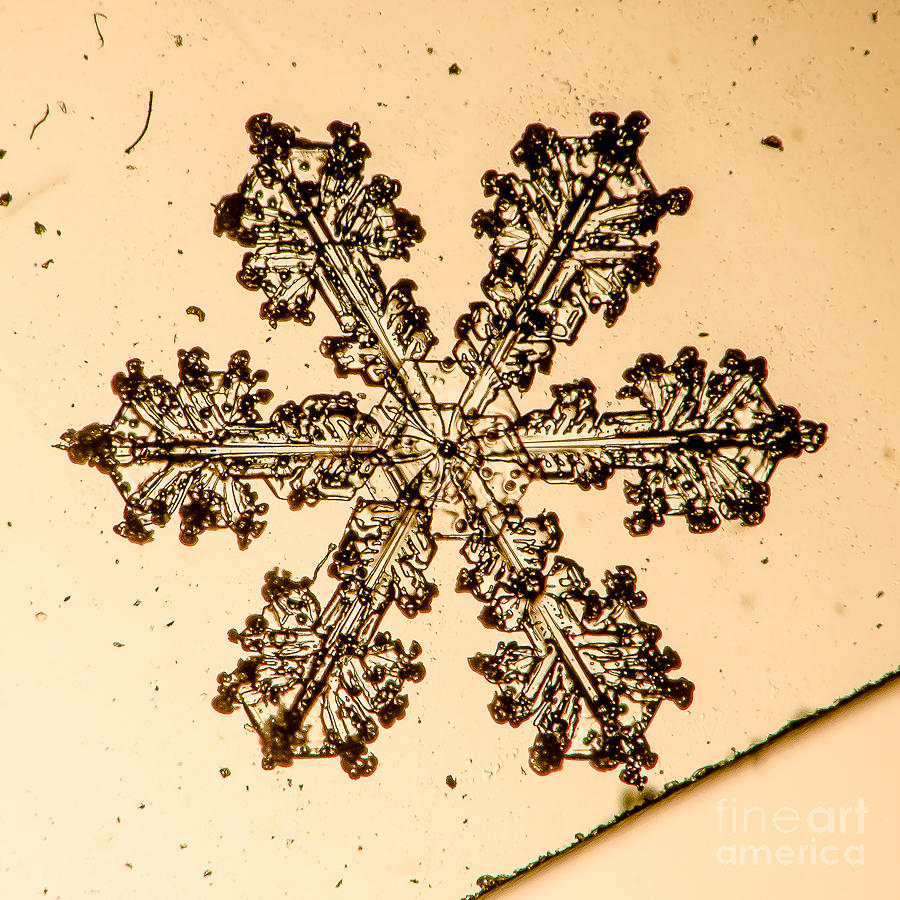 Mountain Photograph - Snowflake #20 by Doug Wewer