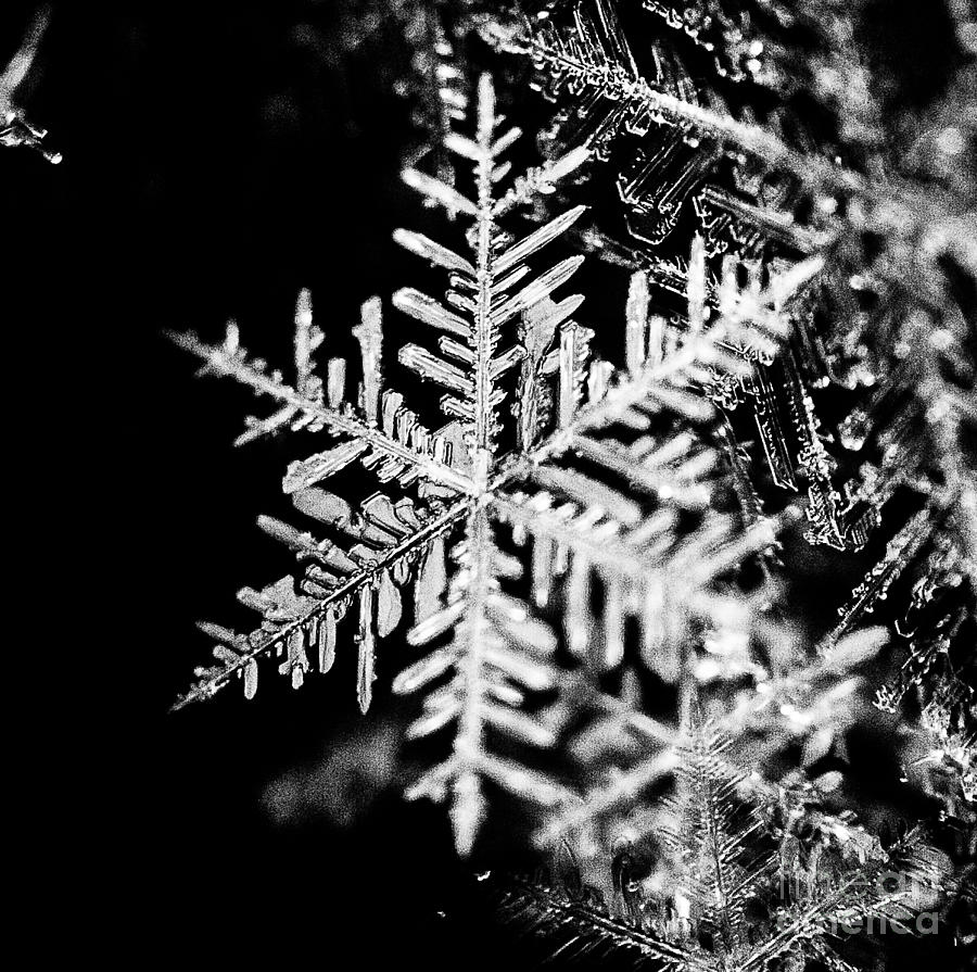 Mountain Photograph - Snowflake #4 by Doug Wewer