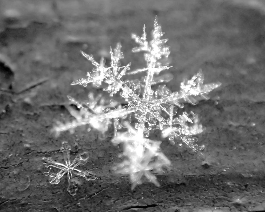 Snowflake abstract winter crystal macro six sided Family Photograph by Toby McGuire