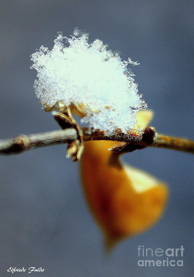 Snowflake Photograph by Elfriede Fulda