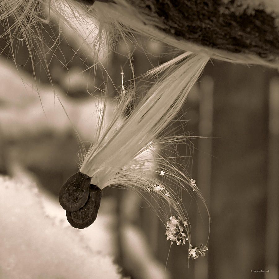 Winter Photograph - Snowflake for a Friend by Dark Whimsy