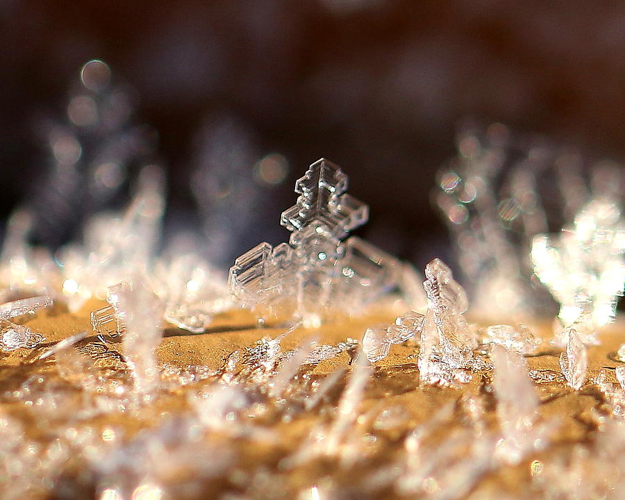 Snowflake Frost Photograph by Arvin Miner
