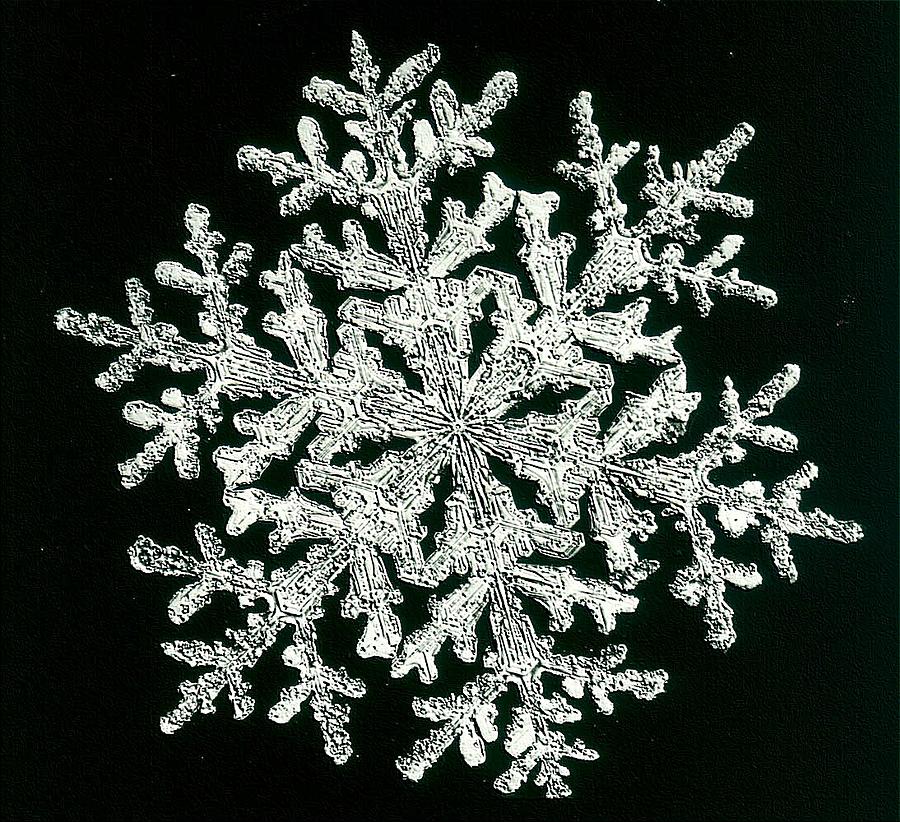 snowflake I Photograph by Dragica  Micki Fortuna