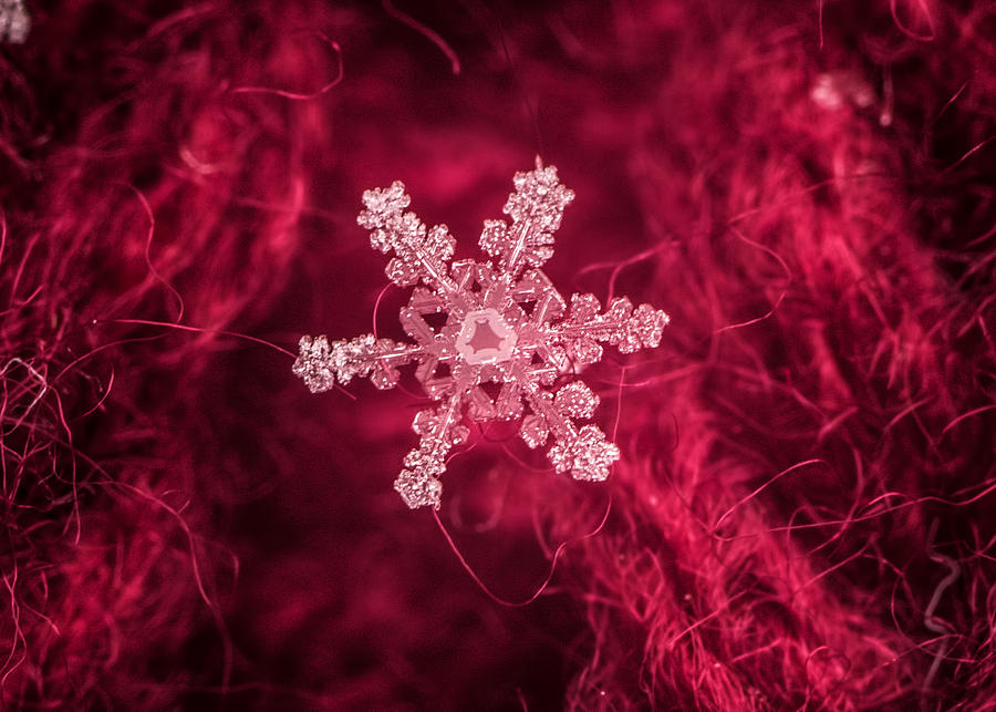 Snowflake on Red Photograph by Dawn Key