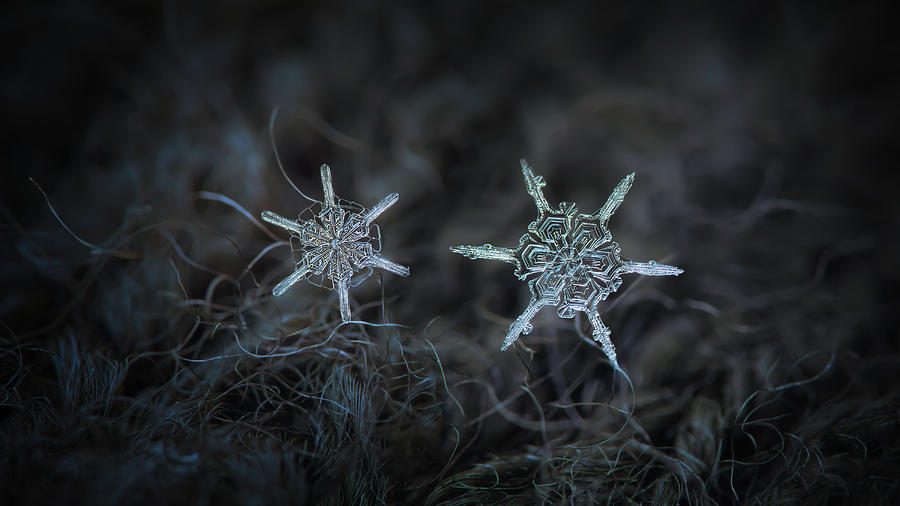 Snowflake photo - When winters meets Photograph by Alexey Kljatov