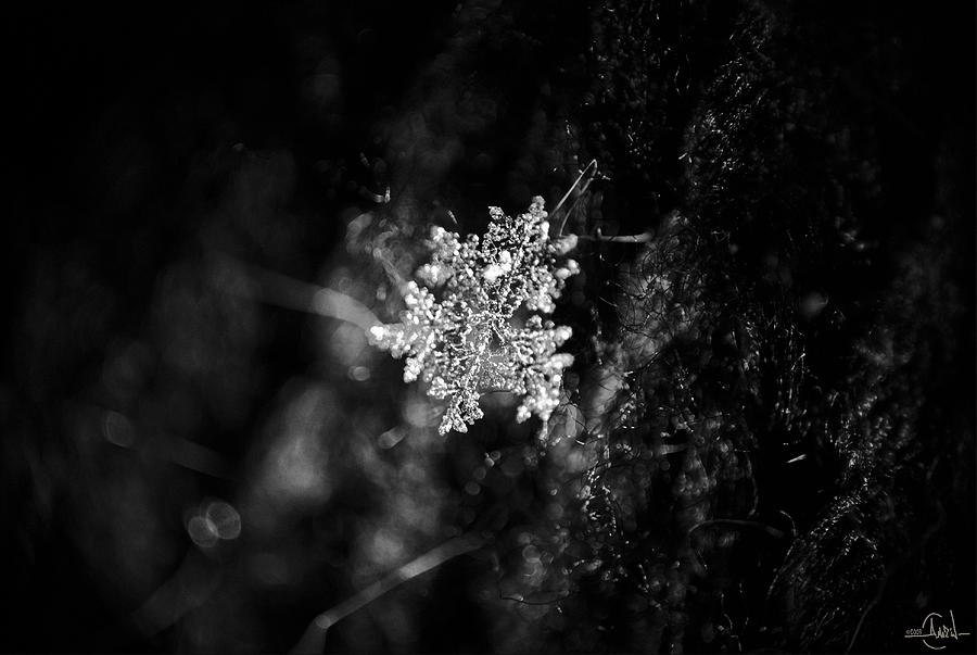 Macro Photograph - Snowflake by Ripoll Nina