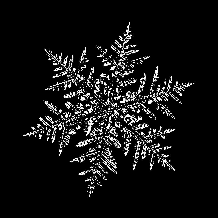 Nature Digital Art - Snowflake vector - Silverware black by Alexey Kljatov