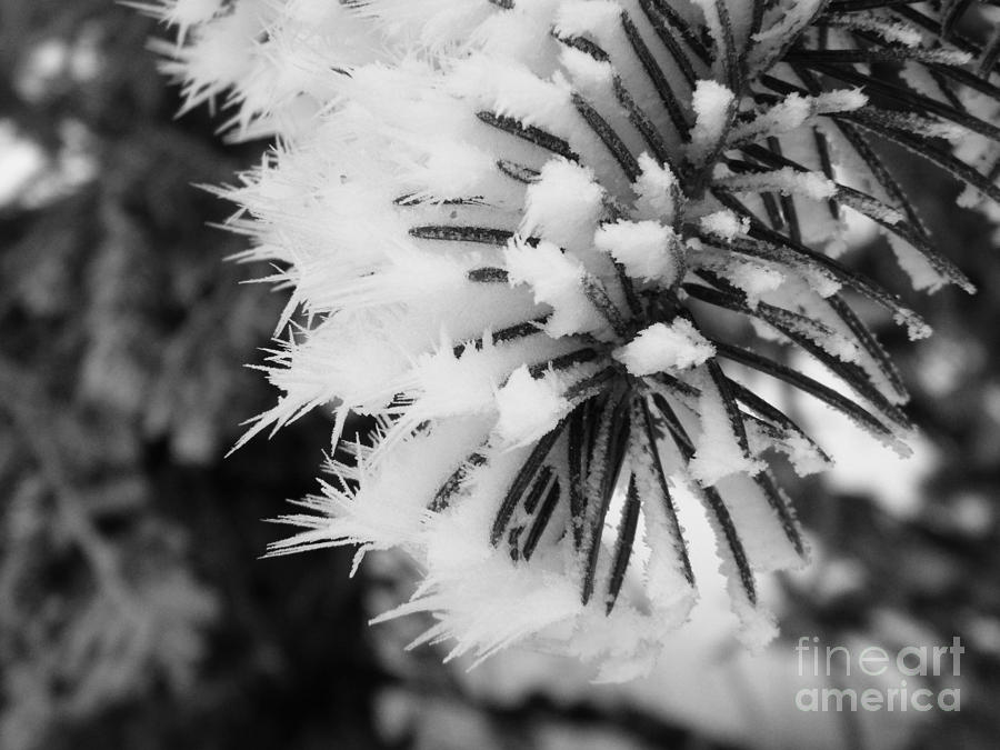 Snowflakes Photograph by Ann E Robson