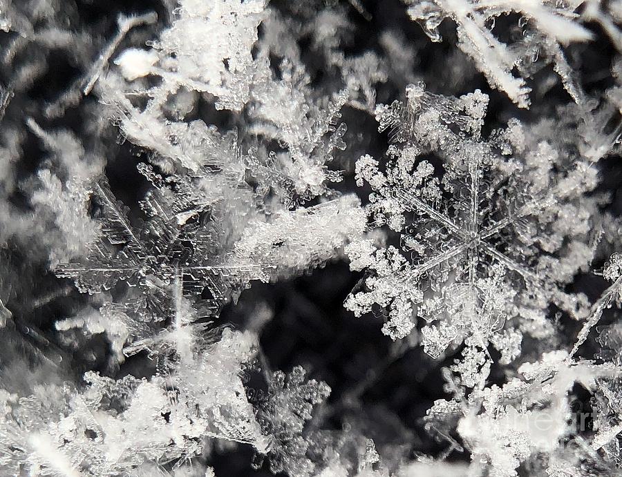 Snowflakes Photograph by Diana Rajala