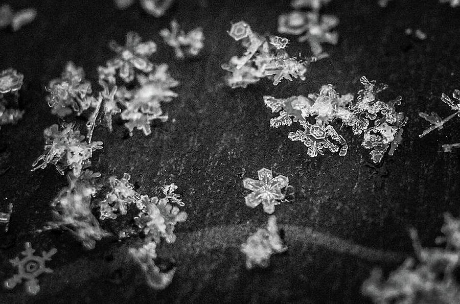 Snowflakes Photograph by Jessie Henry