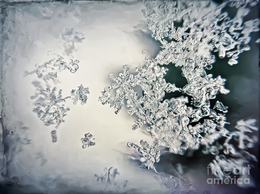 Snowflakes Photograph by Kerri Farley