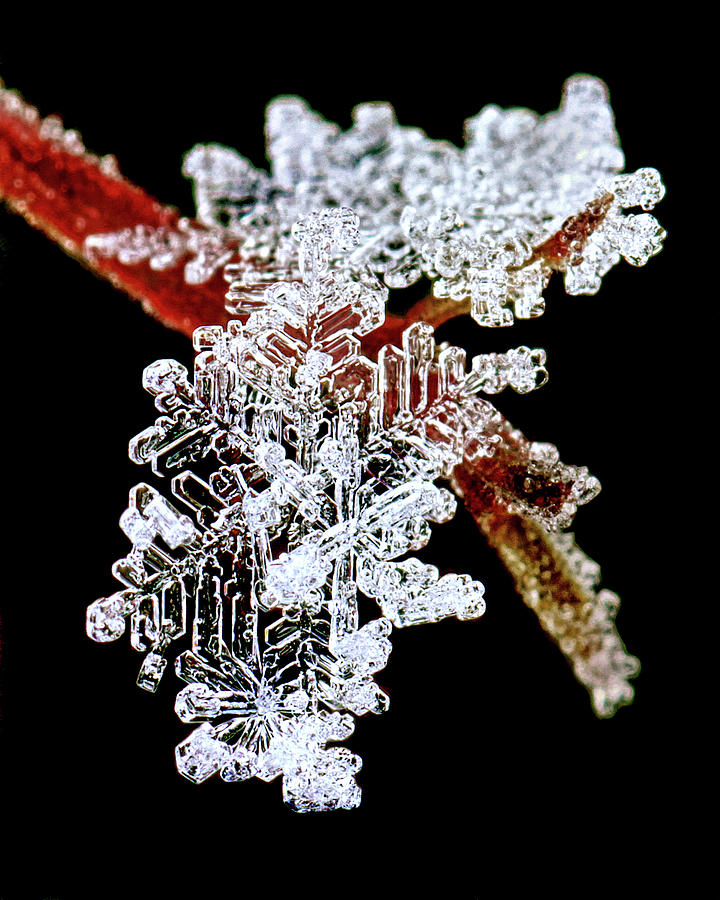 Snowflakes on a branch Photograph by Carolyn Derstine