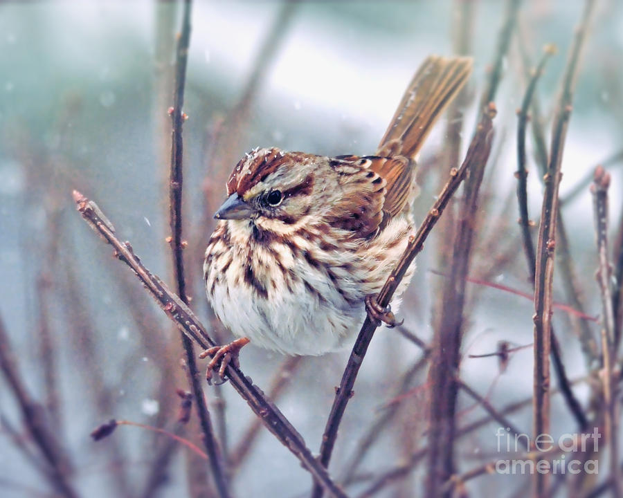 Snowflakes on a Song Sparrow Photograph by Kerri Farley
