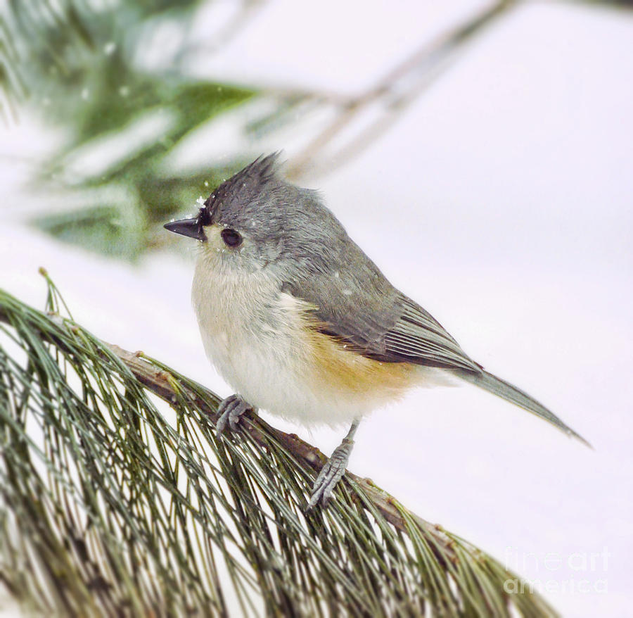 Snowflakes on a Tufted Titmouse Photograph by Kerri Farley