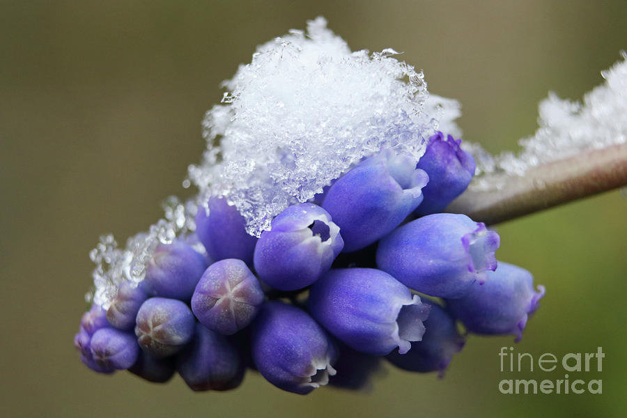 Snowflakes on grape hyacinth Photograph by Julia Gavin