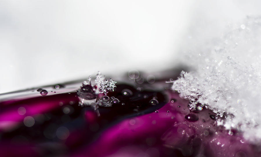 Winter Photograph - Snowflakes on Magenta by Tracy Winter