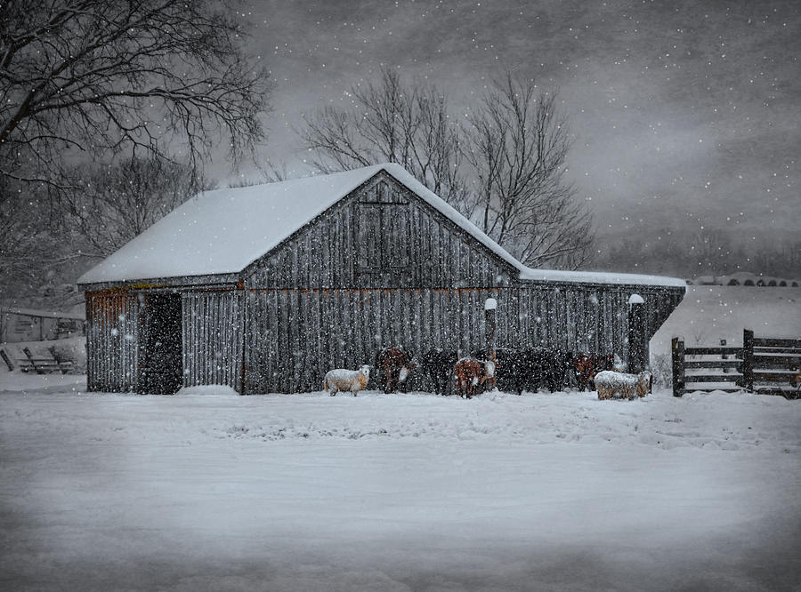 Cow Photograph - Snowflakes on the Farm by Robin-Lee Vieira
