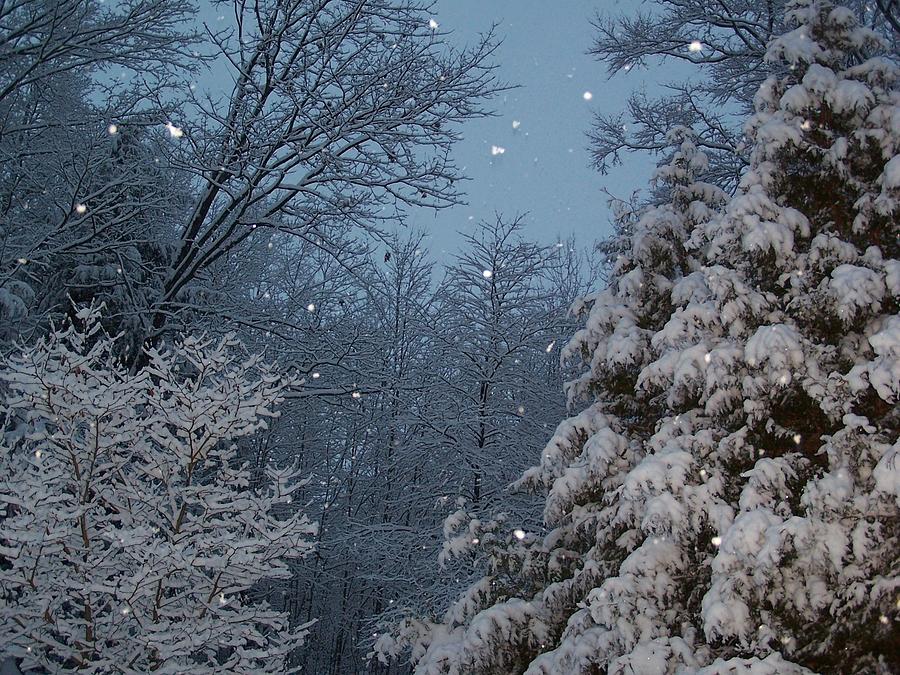 Snowflakes Reflecting in the Night 2 Photograph by Holly Eads - Fine ...