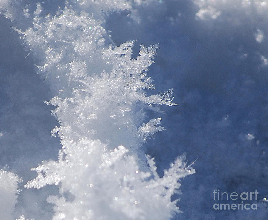 Snowflakes Photograph by Sharon Elliott