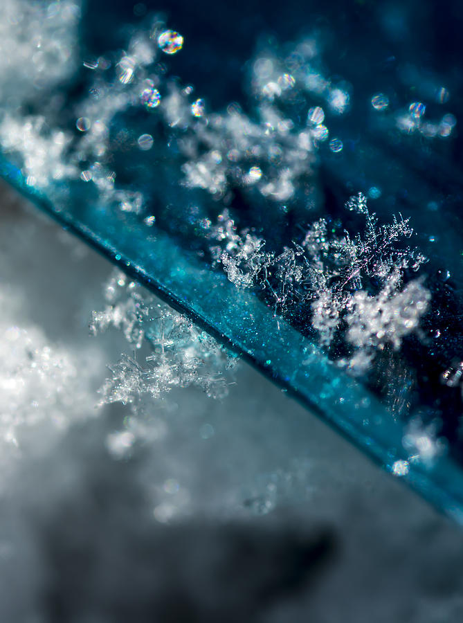Snowflakes Photograph by Tracy Winter