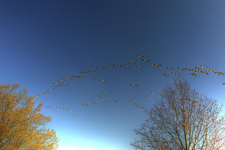 Snowgeese Going Home Photograph by Lawrence Christopher