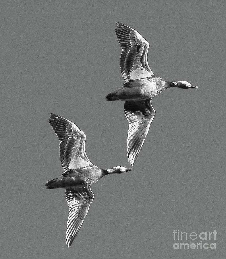 Snowgeese pair Photograph by Barry Bohn