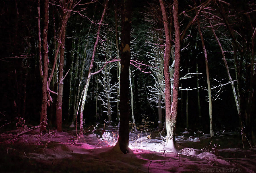 Tree Photograph - Snowgenta by Jerry LoFaro