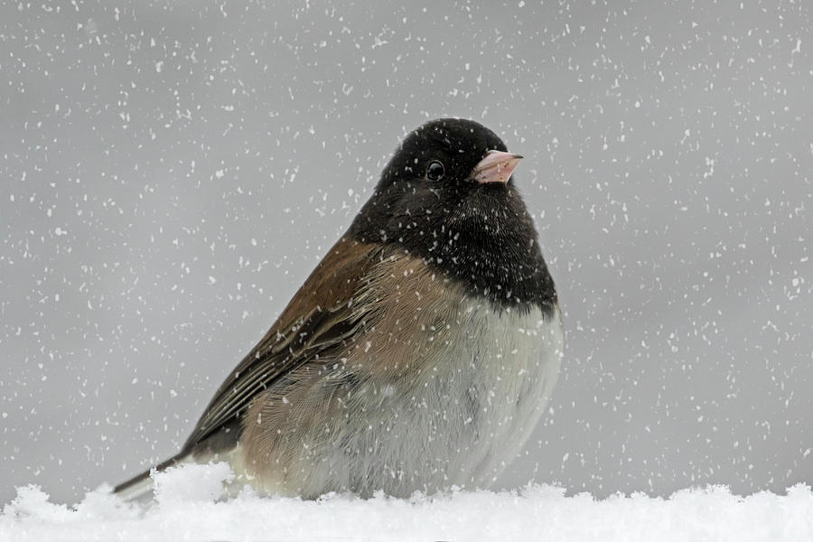Snowing - 365-335 Photograph by Inge Riis McDonald