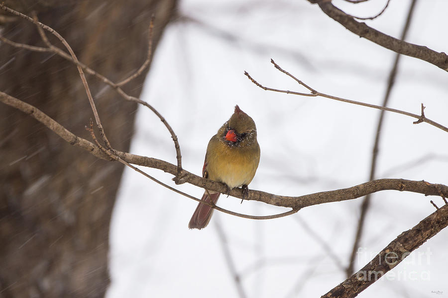 Snowing Again Says Mrs Cardinal Photograph by Jennifer White