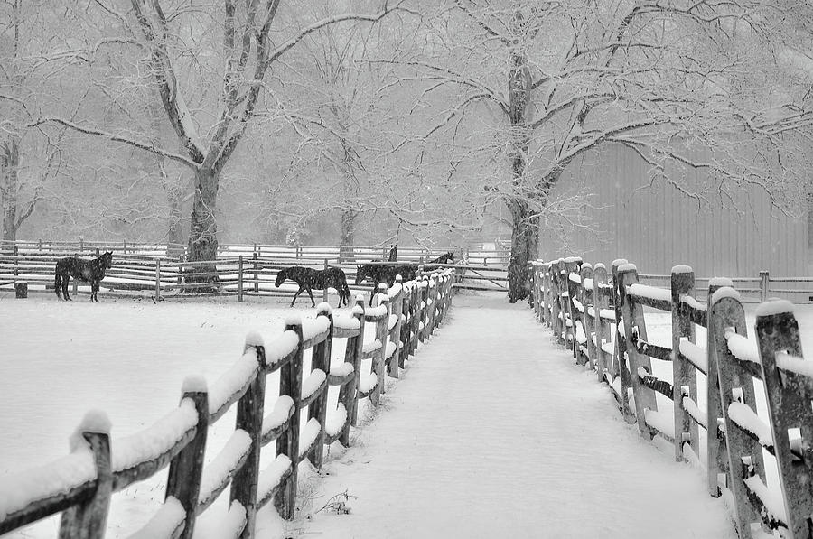Snowing at Widener Farms - Whitemarsh Pa Photograph by Bill Cannon