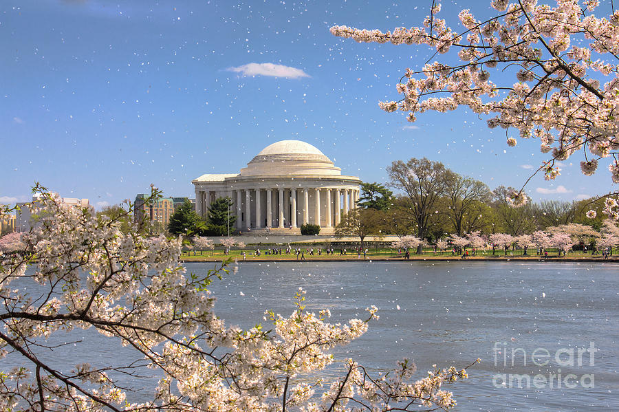 Snowing Cherry Blossom Petals in front of Jefferson Memorial Photograph by Karen Jorstad