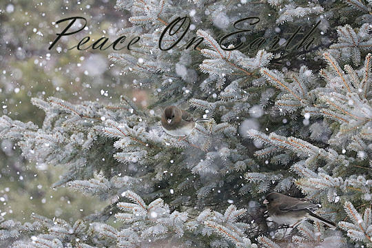 Snowing In Maine - Peace On Earth Christmas Card Photograph by Sandra Huston
