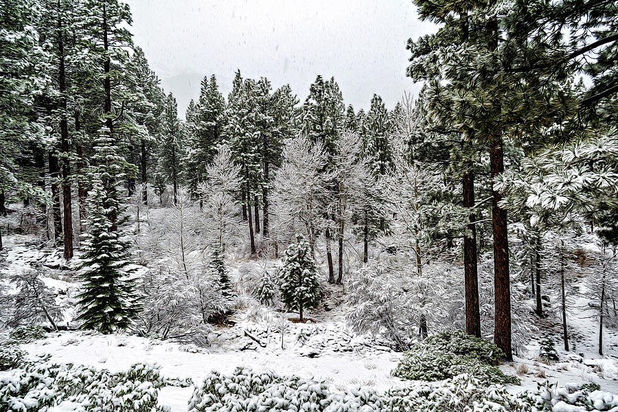 Snowing in the Sierras Photograph by Maria Coulson