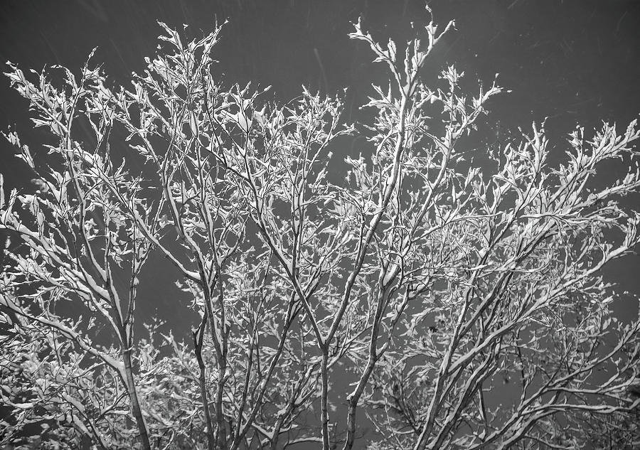 Snowing Night Photograph by Hyuntae Kim