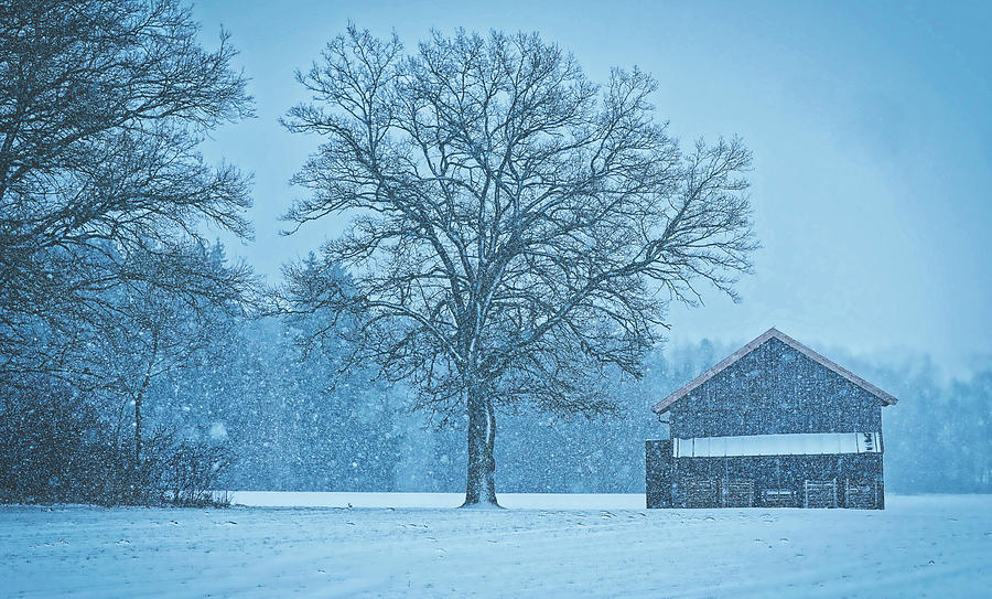 Snowing On The Farm Photograph by Mountain Dreams