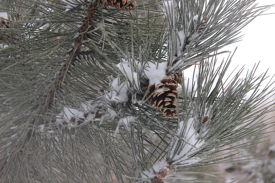 Snowladen Pine. Photograph