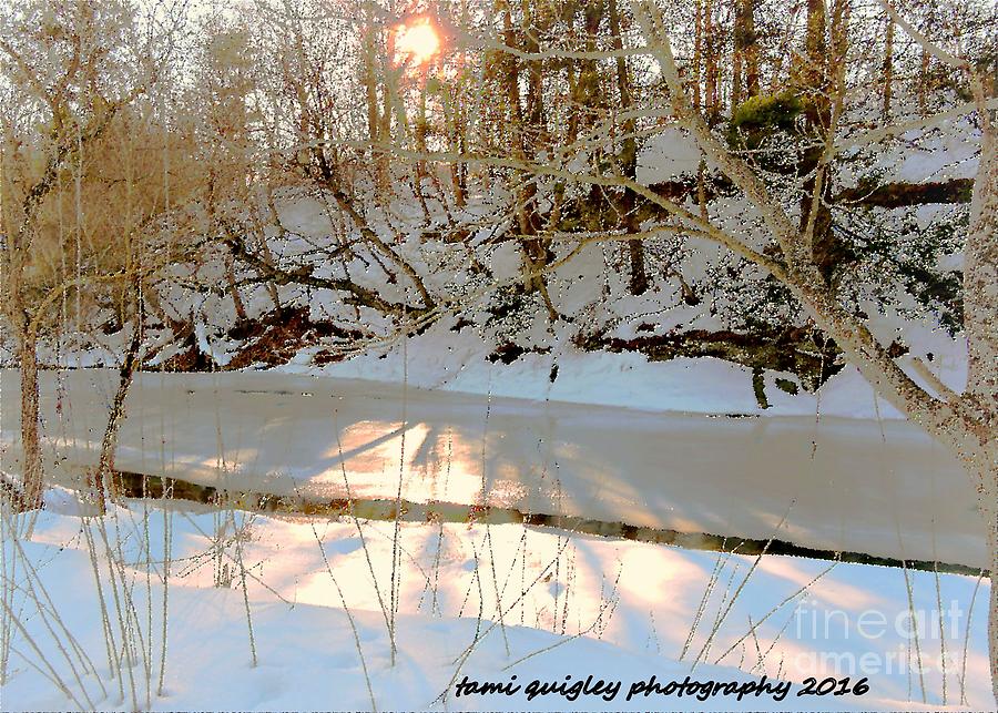 Snowlight Photograph by Tami Quigley